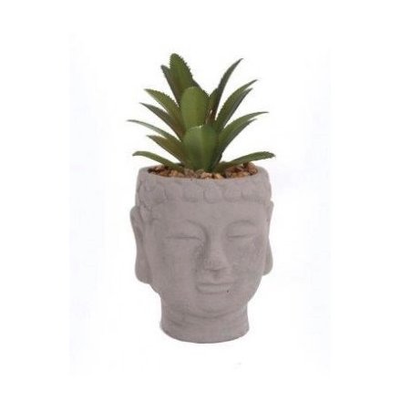 Buddha Head Succulent 16 cm