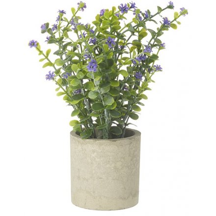 Flower Plant in Pot, 19cm